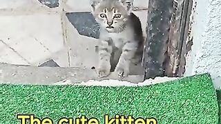 This Kitten Hasn’t Stopped Crying Since Her Mom Disappe