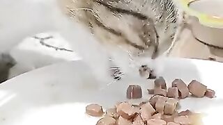 ASMR Cat Eats with Funny Noises