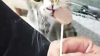 Our Cat Tried a Cat Lollipop for the First Time – Her