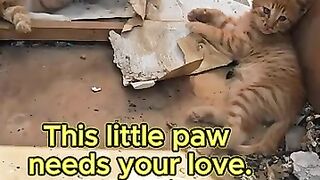 Mother Cat Was Starving, But Her Kitten Refused to Eat...