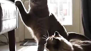 How Long Do Cats Really Live