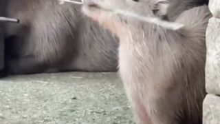 Capybara: The CEO of Being Unbothered ????