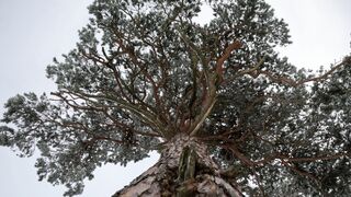 Winter solstice - id | Trending HD Video 60
