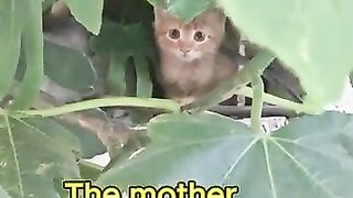 They Were Waiting for Their Mom... So I Fed These Two Kitten Siblin