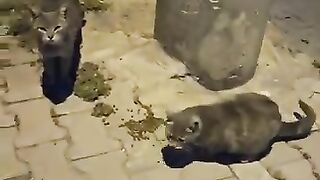 Feeding Street Cats at Midnight