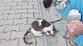 Feeding Street Cats & Kittens - Heartwarming Moments on the Streets!