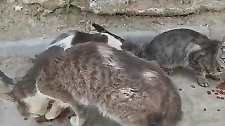 Feeding Stray Cats for a Day – Your Heart Will Thank You