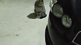Mother Cat Taking Care of Her Kittens in the Parking Lot