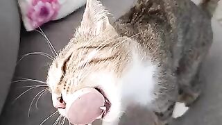 My favorite thing is cat lollipop. I can eat it every day. Cat Ea