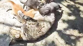 Mother cat said hello to me while breastfeeding her kittens.