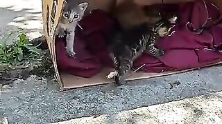 The kittens cat looked so cute