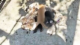 A Mother’s Love- Feeding 7 Kittens on the Street – Real Mother’s Day Moment
