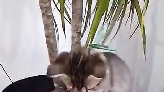 Cats and humans are 92% the same