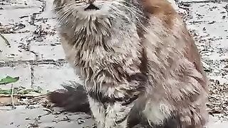 Some cats asked us for love instead of food