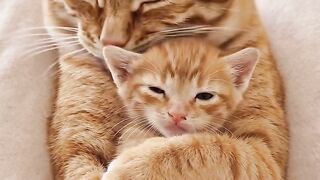Cat with small cat