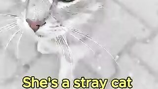 Emerald Eyes of a Street Cat - Heartwarming Encounter