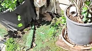 Injured Stray Cat Finds Shelter and Food