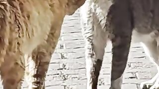Wife Cat Yells at Husband for 60 Seconds Straight!
