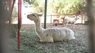 Funnyfuzzy - id | Trending HD Video 137