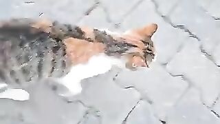 Giant dog lets stray cats eat his food