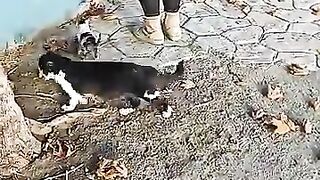 We encountered many stray cats.