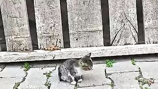 Abandoned by Her Mom- A Kitten’s First Lonely Day