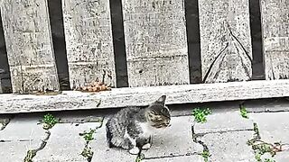 Rescued and Loved- From Abandoned Kitten to Family Mem
