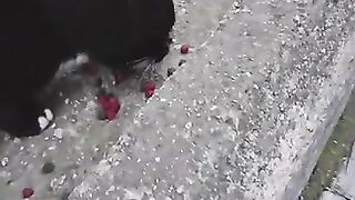 Stray Cats Were So Hungry They Dug Through Trash - Heartwarmi