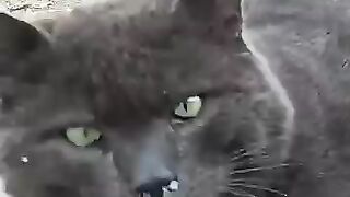 Cat Sneezes Snot Everywhere – Then Eats It!