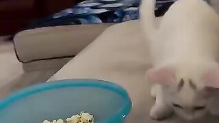 Funny Cat Eats Popcorn & Attacks Friend!
