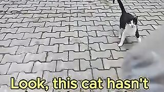 One-Eyed Pregnant Stray Cat Needs Love!