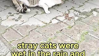 Rescue Mission- Feeding Soaked Stray Cats in the Ra