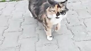 Pregnant Stray Cat is About to Give Birth!