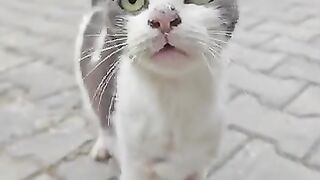 Hungry Cats Beg for Help!