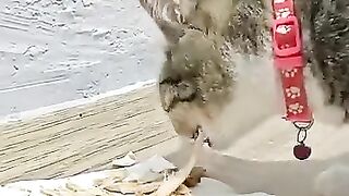 Cat Stands Like a Human While Eating!