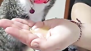 Hungry Kitty Enjoys Soup but Rejects Cuddles!