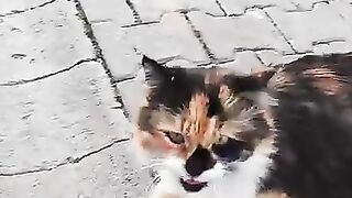 Pregnant Stray Cat Was Starving – We Fed Her!
