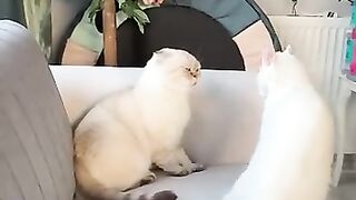 Playful White Cats Having Fun Together!