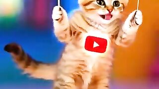 Street Cats Go Crazy for Wet Food!