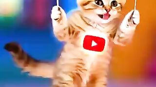 Adorable White Kitten Plays with a Balloon! Too