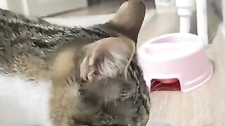 We Gave Wet Food, Got Attacked as a Thank You!
