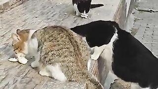 Pregnant Stray Cats Love Cooked Eggs!