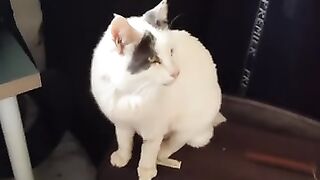 Mr Marengo's last video