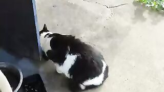 The stray gang