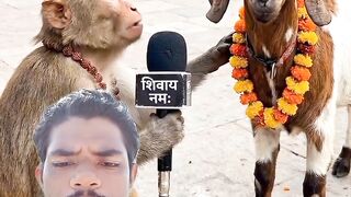 বাঁদর ছাগলের টপিক ভিডিও