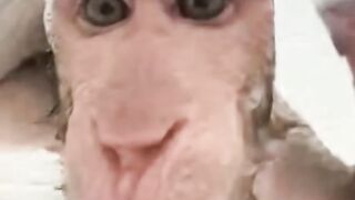 Singing Monkey