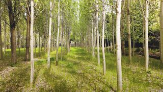 Silly Smile Live Wallpaper 4K - tranquil green forest pathway in spring | Trending HD Video