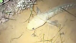 Looking for a fish or eel... Thanks for watching..!! 23