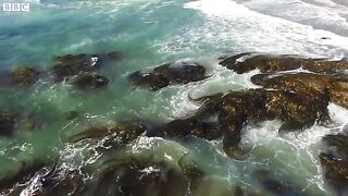 Stunning Underwater Kelp Forests _.mp4.2026