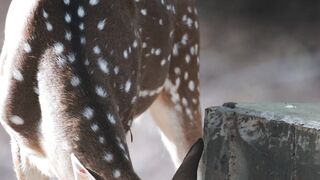 Wallpaper removal - deer | Trending HD Video